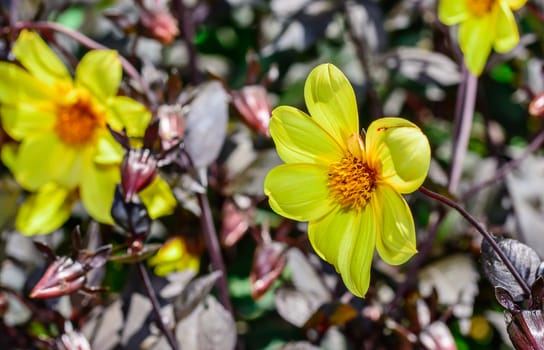 the yellow flower at botanical garden under the morning sunlight