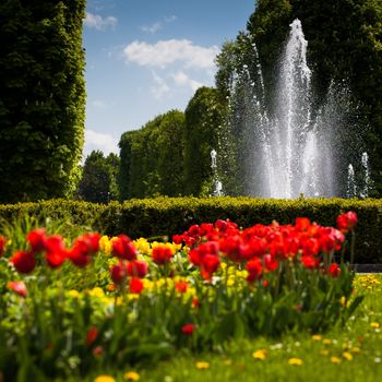 Beautiful blossoming tulip flowers in the spring sunshine