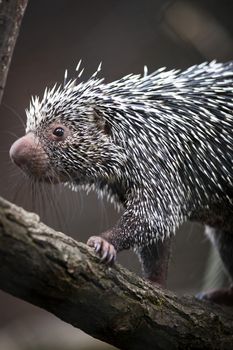 Close-up of a cute Brazilian Porcupine (Coendou prehensilis; shallow DOF)