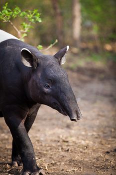 Malayan Tapir, also called Asian Tapir (Tapirus indicus)