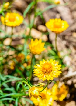 the yellow flower under moning sunlight at the botanical garden