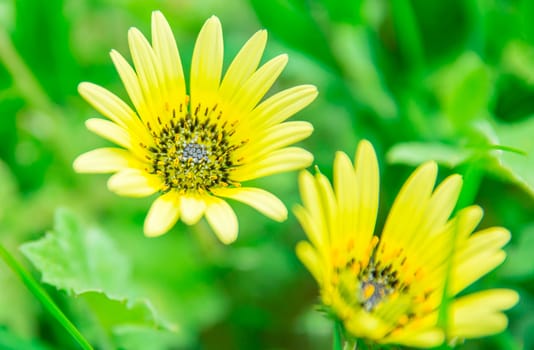 The yellow flowers in the garden of the beautiful morning