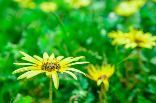 The beautiful yellow grass flower in the backyard