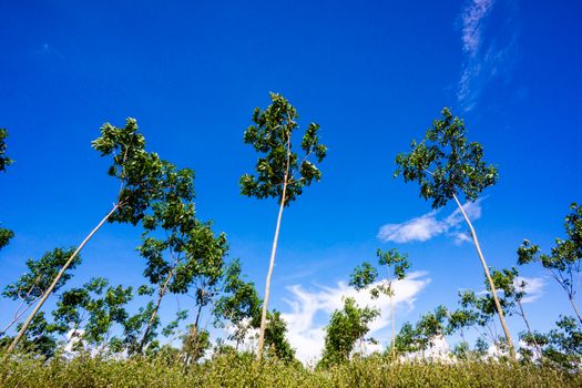 nature scene of rural area in Chiangrai,Thailand