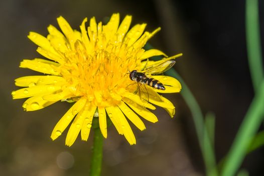 the beautiful yellow grass flower with bee flying on it