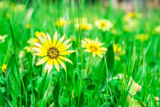 The yellow grass flower in the garden of the national park