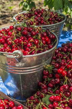 nice coloured cherries. flash used to get nice light spots on the berries