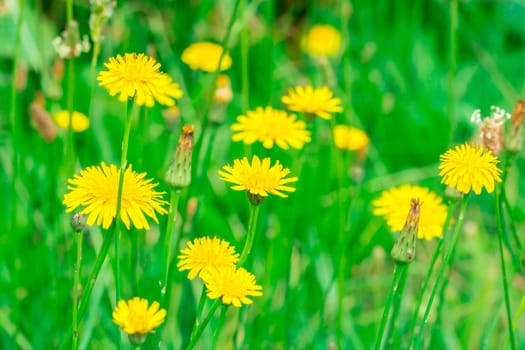 The yellow grass in the garden at the national park