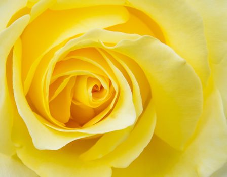 The close-up style yellow rose for romantic purpose