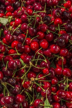 nice coloured cherries. flash used to get nice light spots on the berries