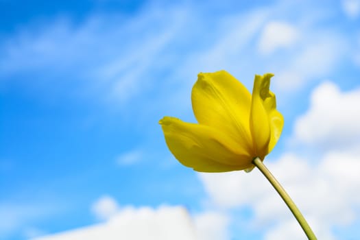 The gorgeous yellow tulip under the blue sky on a sunny day.