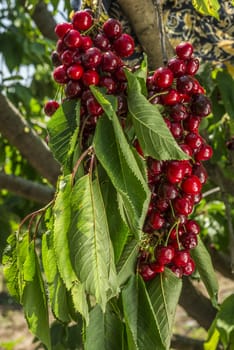 nice coloured cherries. flash used to get nice light spots on the berries