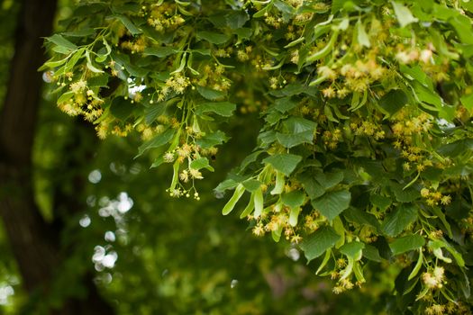 Blooming linden, lime tree in bloom