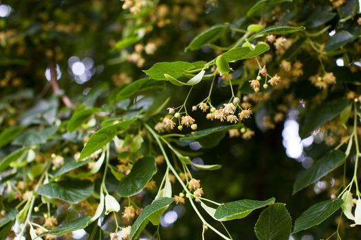 Blooming linden, lime tree in bloom