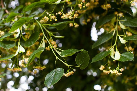 Blooming linden, lime tree in bloom