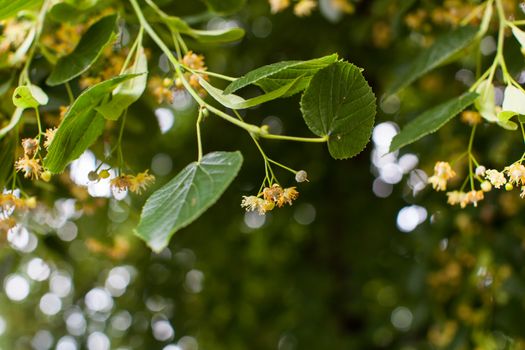 Blooming linden, lime tree in bloom