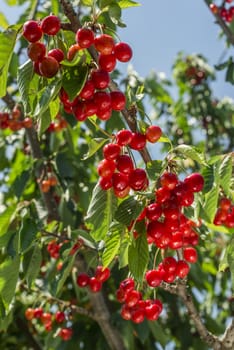 nice coloured cherries. flash used to get nice light spots on the berries