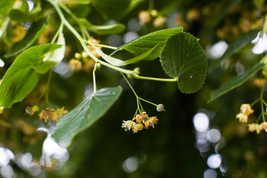 Blooming linden, lime tree in bloom