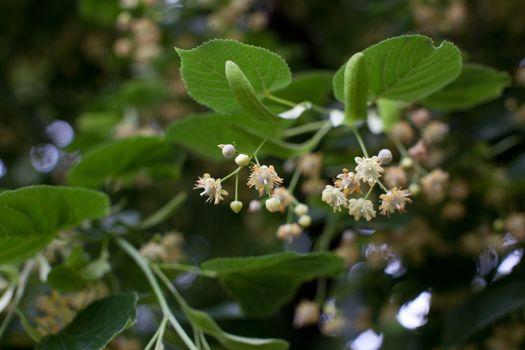 Blooming linden, lime tree in bloom