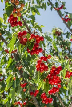 nice coloured cherries. flash used to get nice light spots on the berries