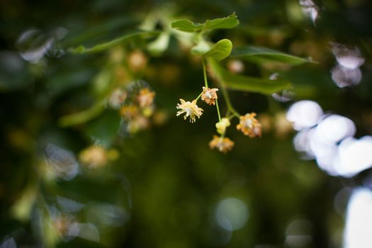 Blooming linden, lime tree in bloom