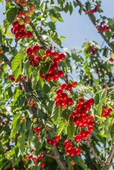 nice coloured cherries. flash used to get nice light spots on the berries