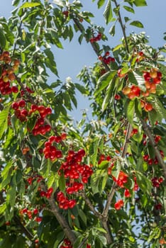 nice coloured cherries. flash used to get nice light spots on the berries