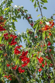 nice coloured cherries. flash used to get nice light spots on the berries