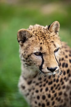 Cheetah (Acinonyx jubatus)