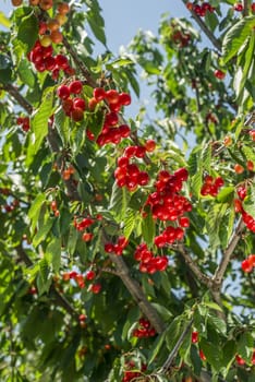 nice coloured cherries. flash used to get nice light spots on the berries