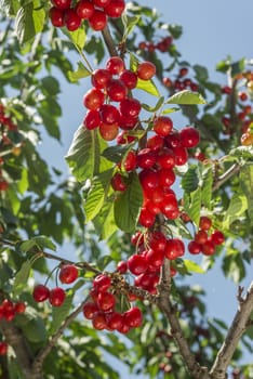 nice coloured cherries. flash used to get nice light spots on the berries