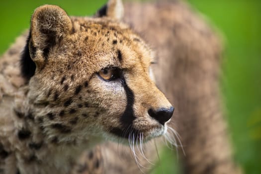 Cheetah (Acinonyx jubatus)