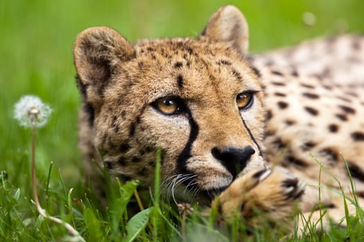 Cheetah (Acinonyx jubatus)