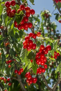 nice coloured cherries. flash used to get nice light spots on the berries