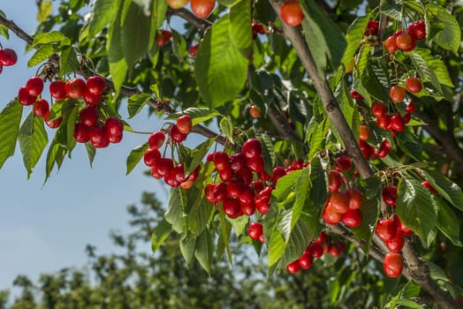 nice coloured cherries. flash used to get nice light spots on the berries