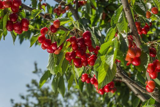 nice coloured cherries. flash used to get nice light spots on the berries