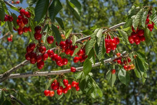 nice coloured cherries. flash used to get nice light spots on the berries