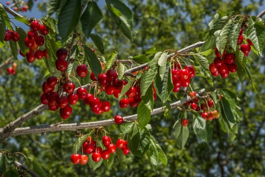 nice coloured cherries. flash used to get nice light spots on the berries