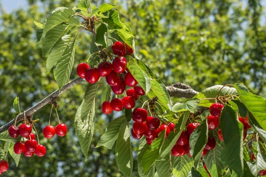 nice coloured cherries. flash used to get nice light spots on the berries