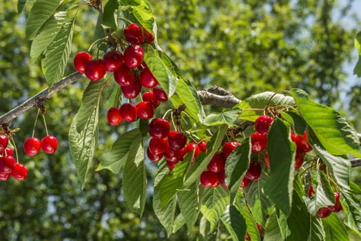 nice coloured cherries. flash used to get nice light spots on the berries