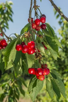 nice coloured cherries. flash used to get nice light spots on the berries