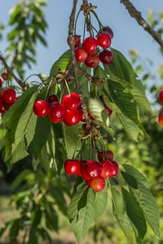 nice coloured cherries. flash used to get nice light spots on the berries