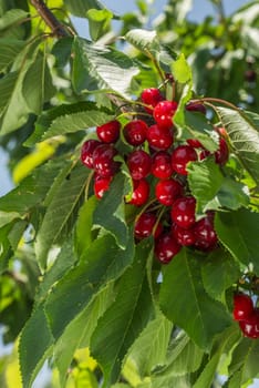 nice coloured cherries. flash used to get nice light spots on the berries