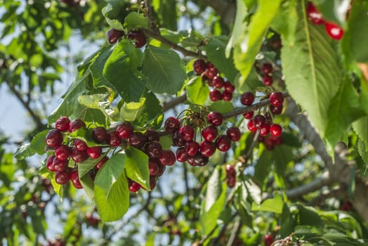 nice coloured cherries. flash used to get nice light spots on the berries