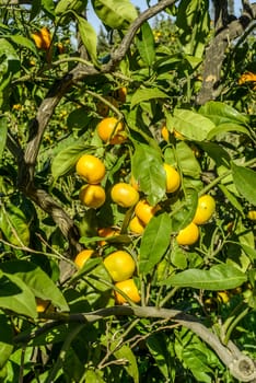 Mandarin oranges on the tree.