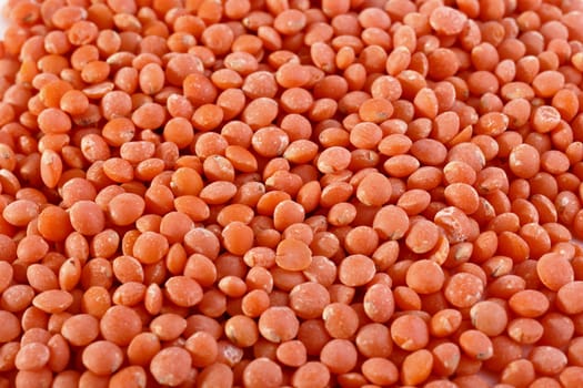 Lentil