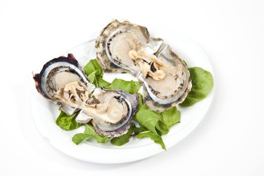 oyster