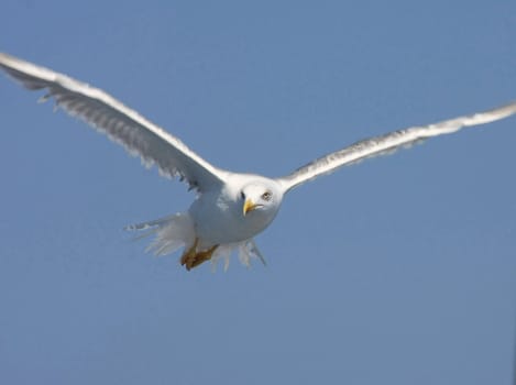 Seagull flying near holy mountain Athos,third "leg" of Greek peninsula Chalkidiki