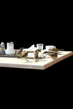 Sparrows taking a meal  isolated on the black background