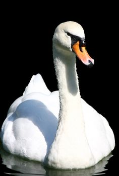 Proud swan swiming in the pond